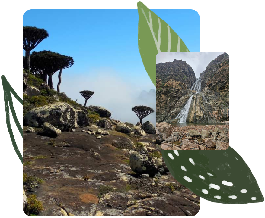 Socotra Mountain covered in fog and decorated with dragon's blood trees